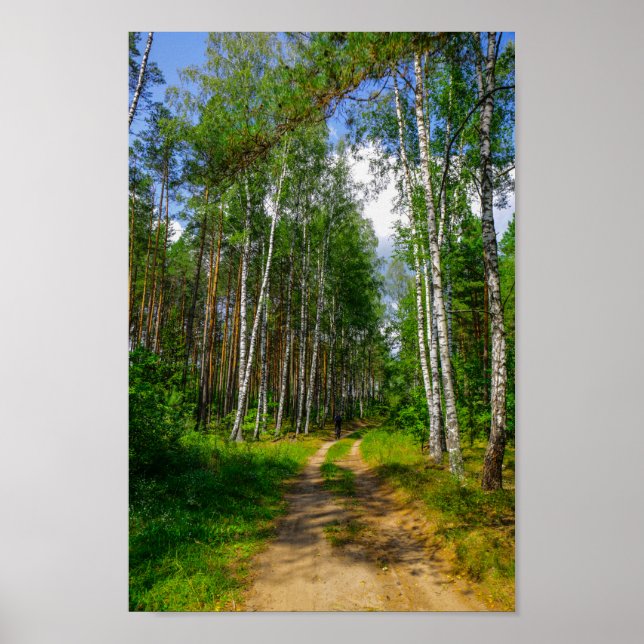 Poster Nature Landscape Forest Birch Bielorrússia (Frente)