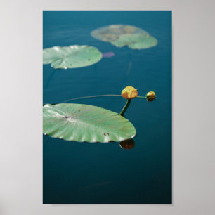 Poster Nature Landscape Yellow Water Lily Pond River