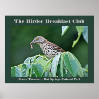 Poster Nature Photoics Brown Thrasher Birds Card