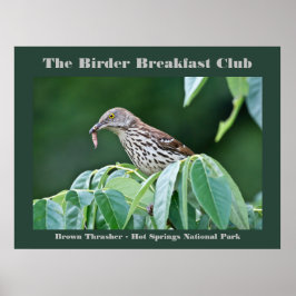 Poster Nature Photoics Brown Thrasher Birds Card