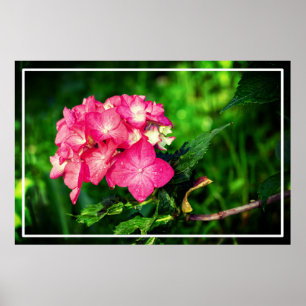 Poster Nature Pink Hydrangea Flower- 34694