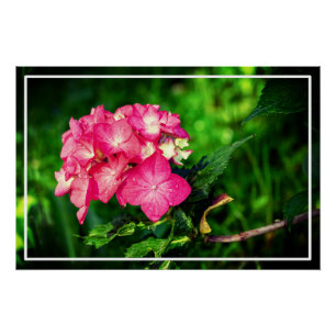 Pôster Nature Pink Hydrangea Flower- 34694