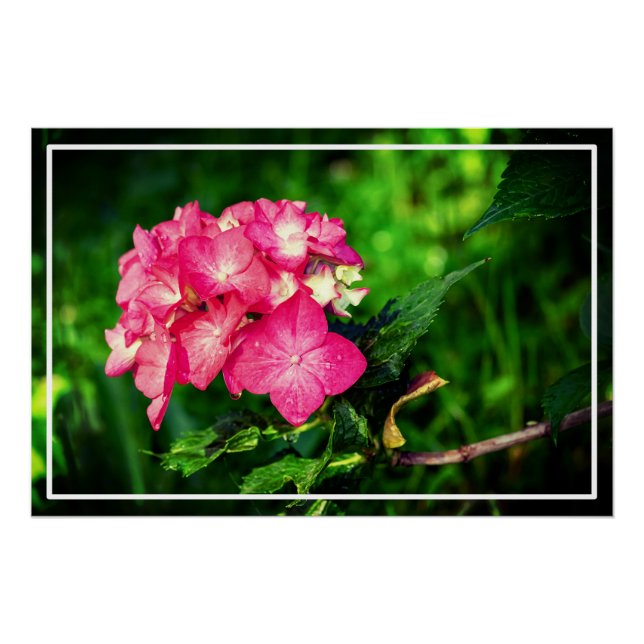 Pôster Nature Pink Hydrangea Flower- 34694 (Frente)