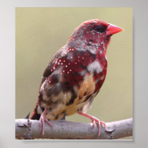 Poster Nature Red Finch Bird