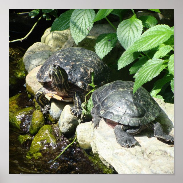 PÔSTER NATUREZA (Frente)