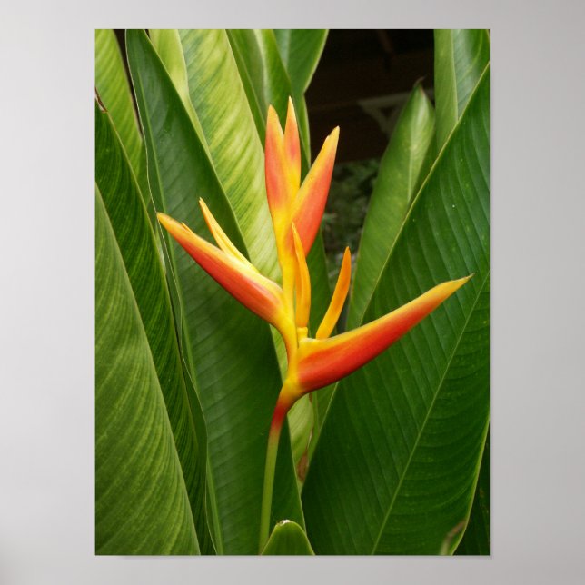 Poster Natureza (Frente)