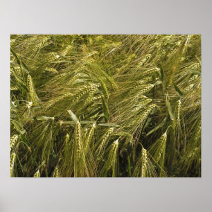 Poster Natureza Botânica do Grão de Centeio
