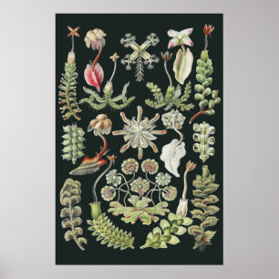 Poster Natureza Científica Arte Ernst Haeckel Hepáticas