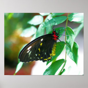 Poster Natureza da borboleta preta