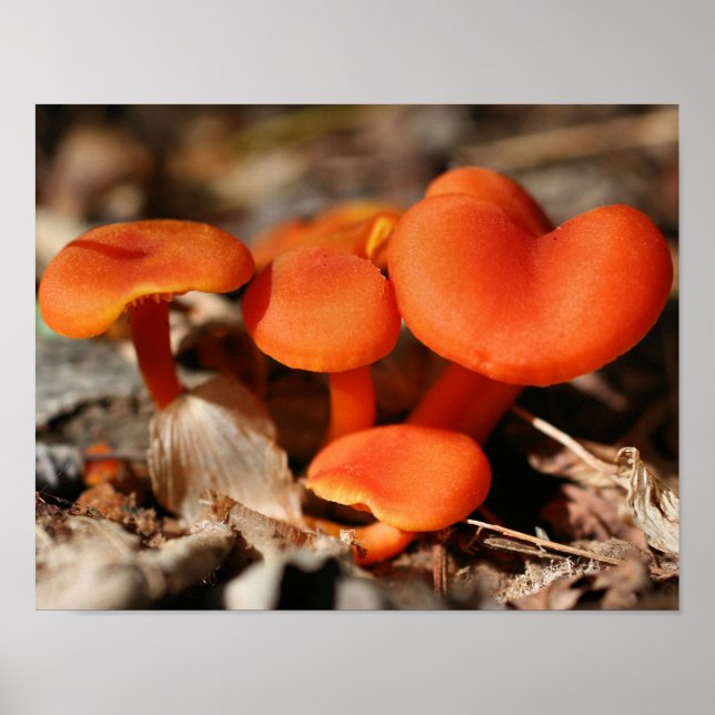 Poster Natureza da família Orange Mushroom (Frente)