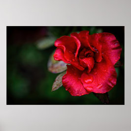 Poster Natureza da Flor Vermelha Natural Fotografia poste