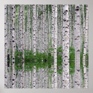 Poster Natureza da Floresta de Birch
