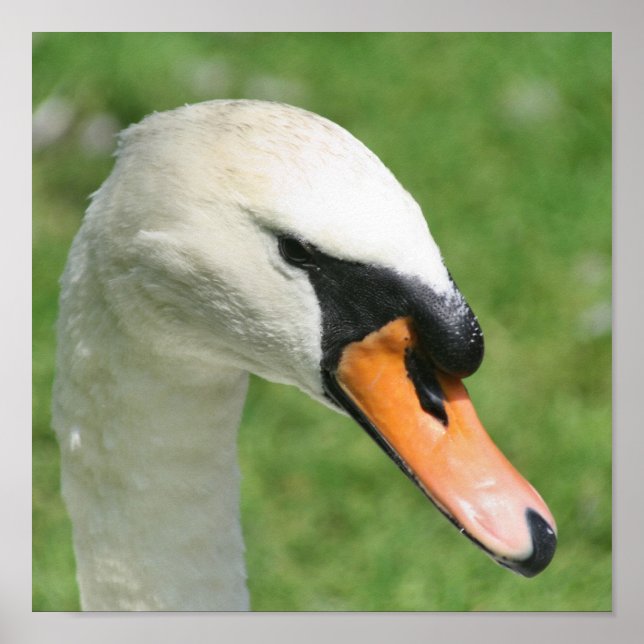 Poster Natureza do Cisne Branco Regal (Frente)