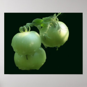Poster Natureza dos Tomates Verdes