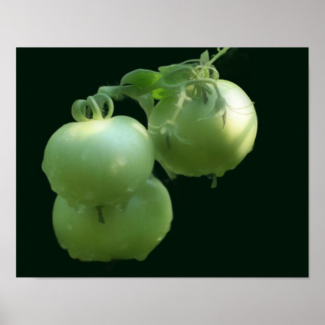 Poster Natureza dos Tomates Verdes (Frente)