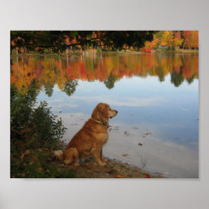 Pôster Natureza Dourado do outono com cão do golden
