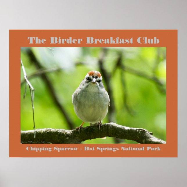 Poster Natureza Fotografia Chipset Sparrow Birder (Frente)