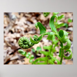 Poster Natureza Fotografia, FIdlehead Fern em Springtime