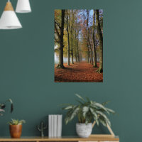 Natureza fotografia paisagística árvores de outono