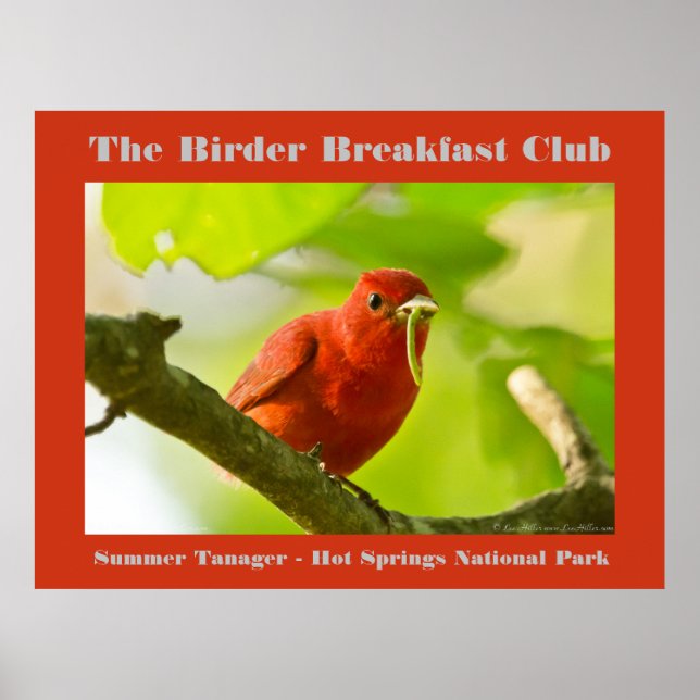 Poster Natureza Fotografia Summer Tanager Birder (Frente)