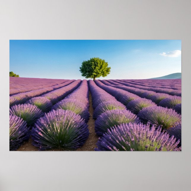 Poster Natureza lavanda no exterior Paisagem pacífica (Frente)