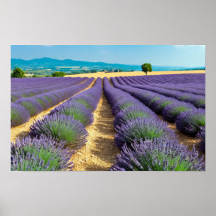 Poster Natureza lavanda no exterior Paisagem pacífica