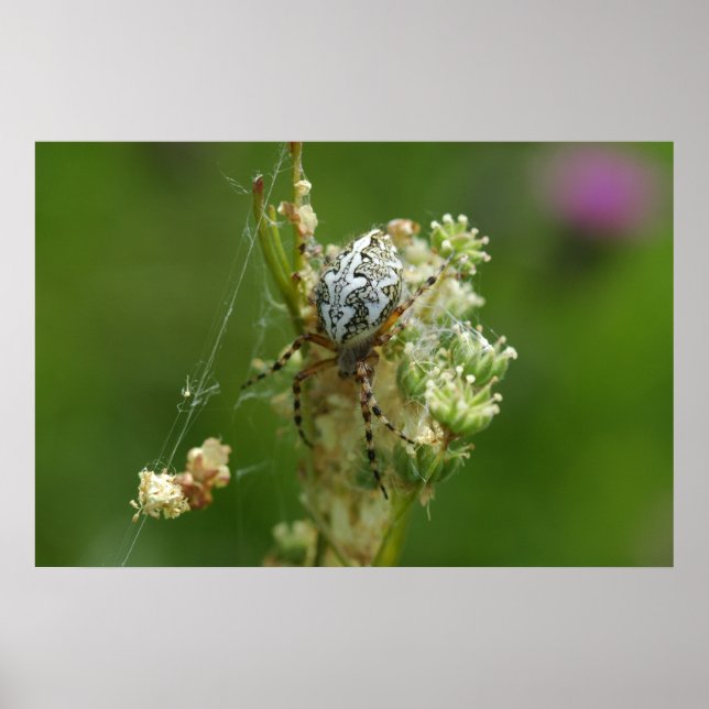 Poster Natureza Maravilhosa - Aranha Cruzada - Fechar (Frente)