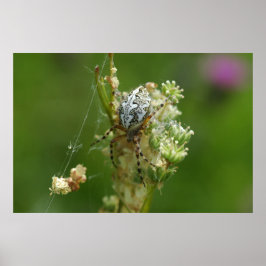 Poster Natureza Maravilhosa - Aranha de Cruz - Close up