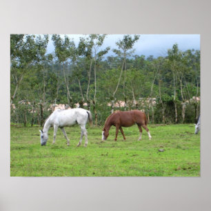 Pôster Natureza - procuramos a paz
