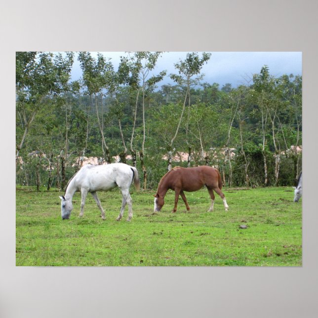 Pôster Natureza - procuramos a paz (Frente)