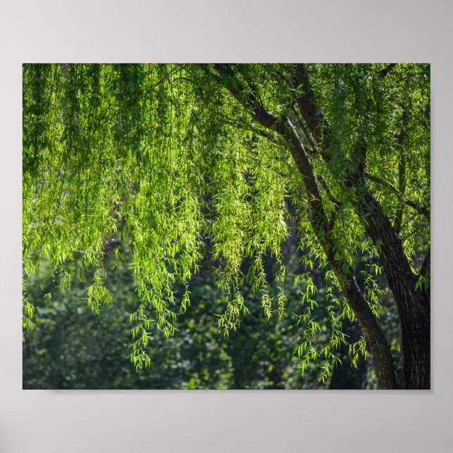 Poster Natureza Verde de Árvore Selvagem (Frente)