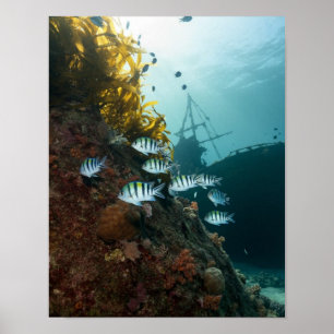 Poster Naufrágio escondido atrás de um recife
