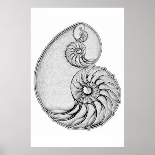 Poster Nautilus