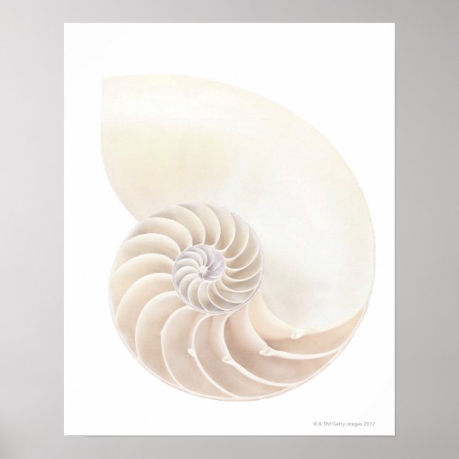 Poster Nautilus shell, close-up (Frente)