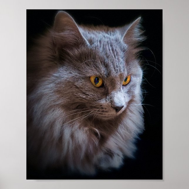 Poster Nebelung Cat Wall, Cinza de Arte Azul Russa (Frente)