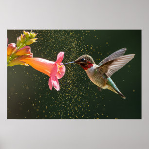 Poster Néctar Brilho de Hummingbird