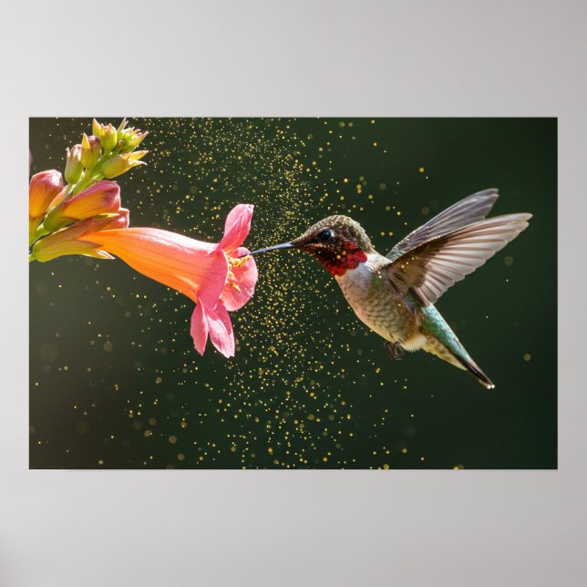 Poster Néctar Brilho de Hummingbird (Frente)