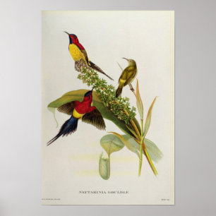 Poster Nectarinia Gouldae