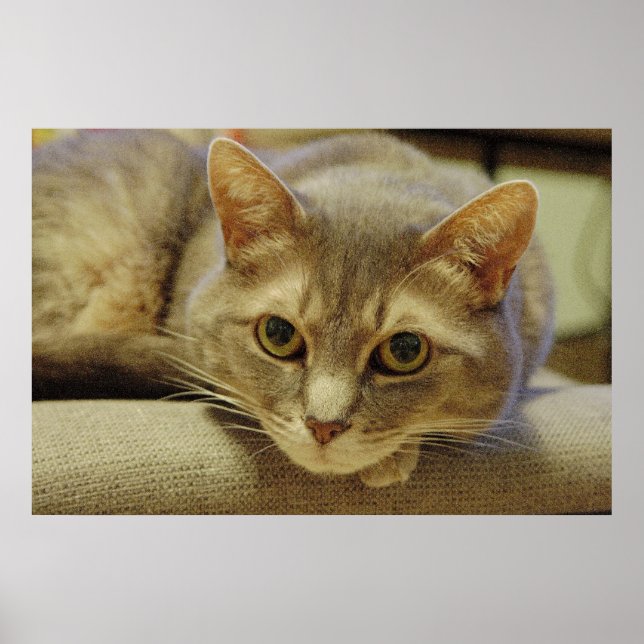 Poster Nedda (Frente)