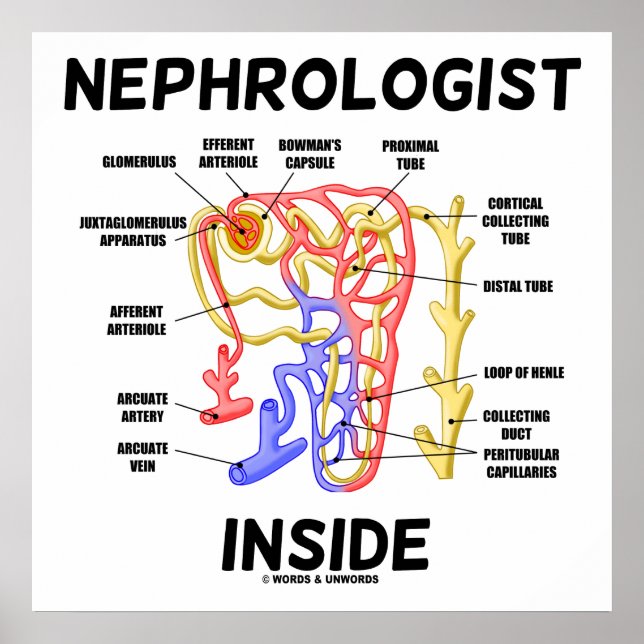 Poster Nefrologista Dentro Kidney Nephron (Frente)