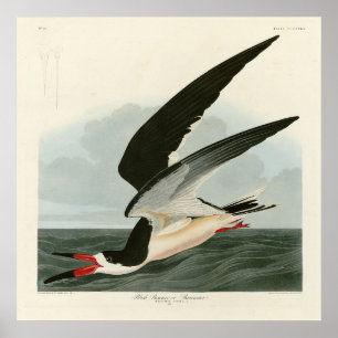 Poster Negra Skimmer, Shearwater Audubon Birds da América