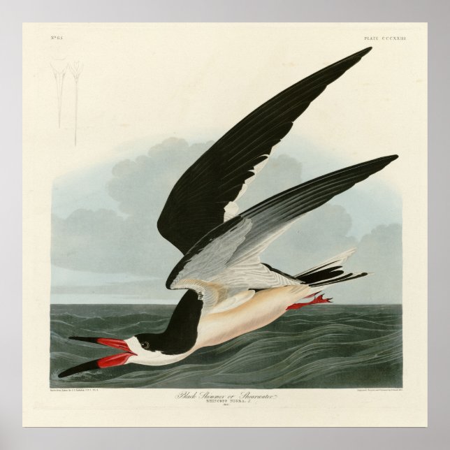Poster Negra Skimmer, Shearwater Audubon Birds da América (Frente)