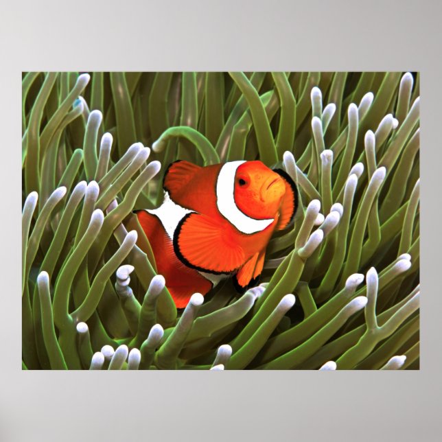 Poster Nemo (Frente)