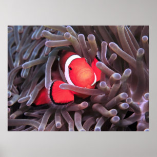 Poster Nemo encontrado