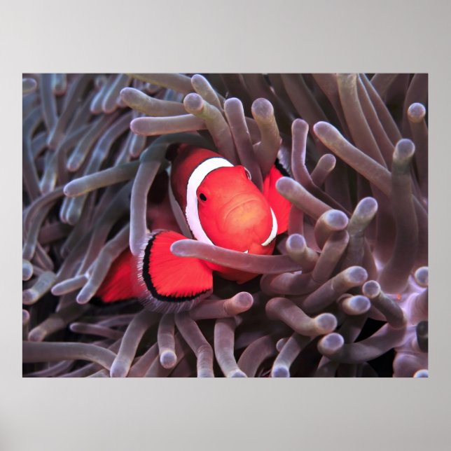 Poster Nemo encontrado (Frente)