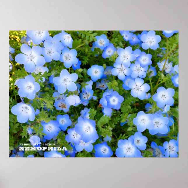 Poster NEMOPHILA（Baby Blue Eyes） (Frente)
