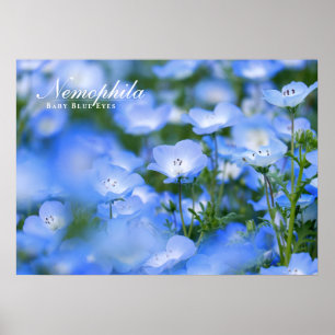 Poster NEMOPHILA(Baby Blue Eyes)