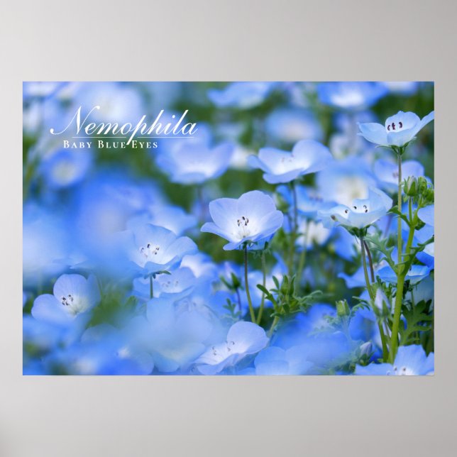 Poster NEMOPHILA（Baby Blue Eyes） (Frente)