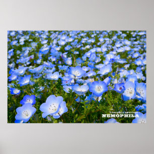 Poster NEMOPHILA(Baby Blue Eyes)
