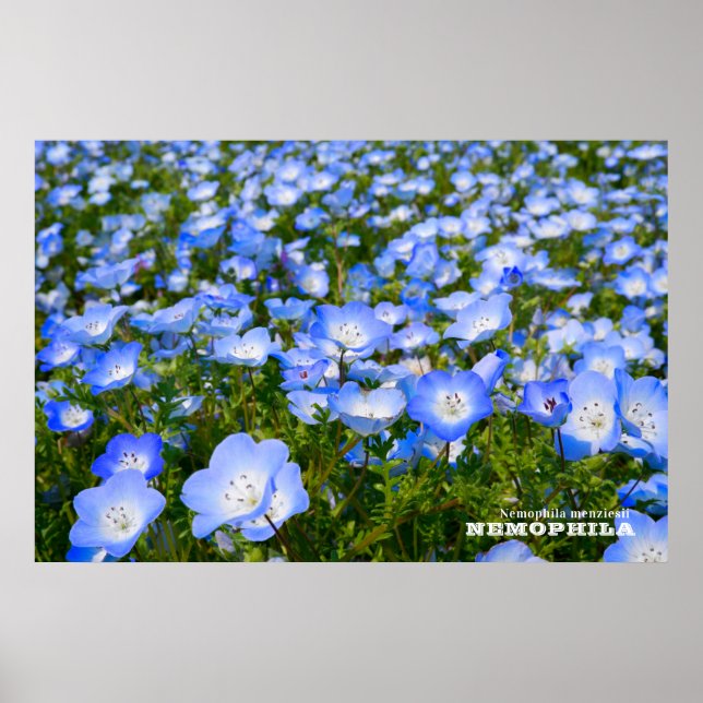 Poster NEMOPHILA（Baby Blue Eyes） (Frente)